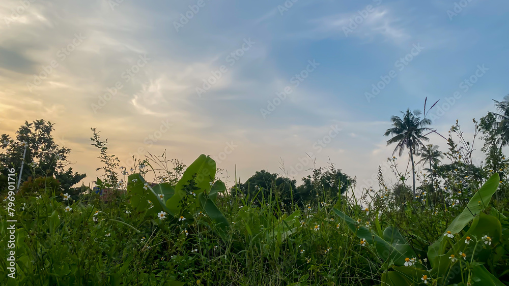 field of grass and sunset landscapes, sunset background field of grass and sunset landscapes, sunset background