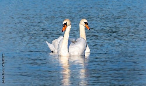 two swans floating on the lake  couple