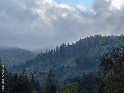 fog in the black forest © Marian