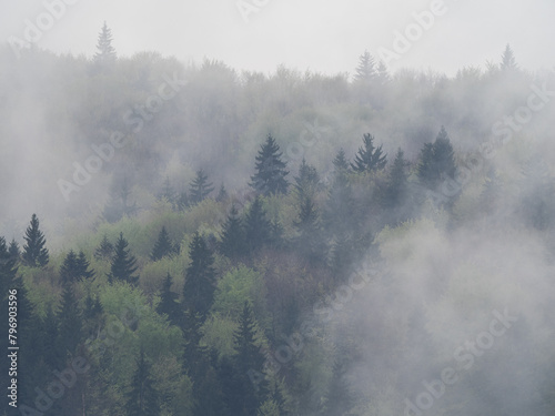 fog in the black forest