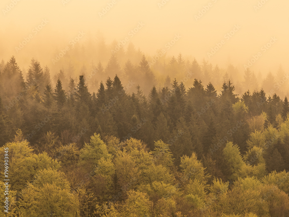 fog in the black forest