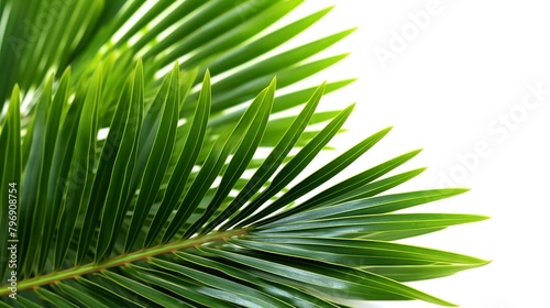 Green leaves of palm tree isolated on white background with clipping path.