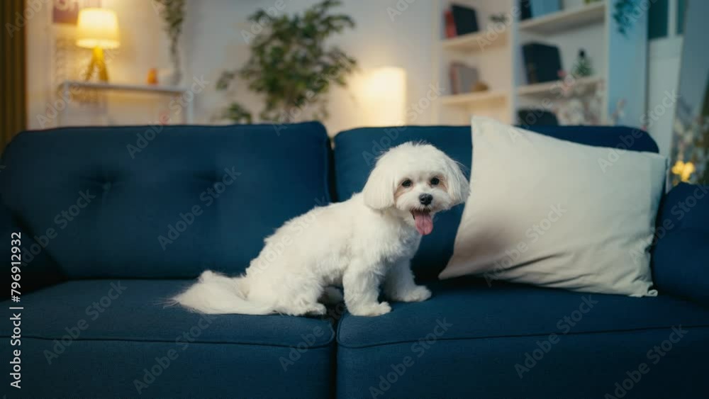White fluffy Bolognese dog sitting on couch at home, waiting for owners, pet White fluffy Bolognese dog sitting on couch at home, waiting for owners, pet