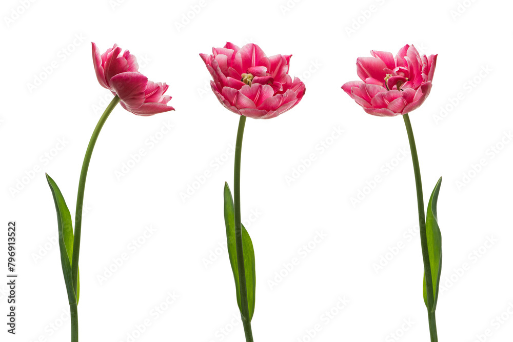 colorful tulips isolated on white background colorful tulips isolated on white background