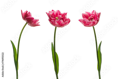 colorful tulips isolated on white background