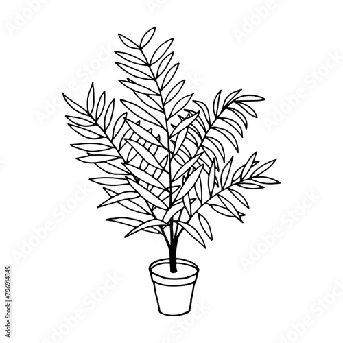 Hamedorea plant in a pot. Vector stock illustration eps10. Isolate on a white background, outline. Hand drawing.