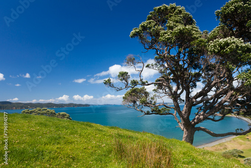 Coastal Farmland Landscape with Pohutukawa Tree photo