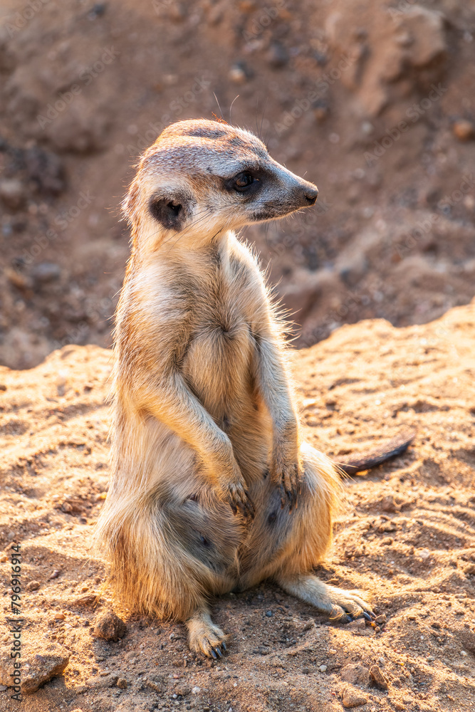 Fototapeta premium Meerkat, Suricata suricatta, on hind legs. Portrait of meerkat standing on hind legs with alert expression. Portrait of a funny meerkat sitting on its hind legs.