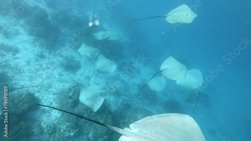 Sea rays swimming over the seabed - Marine life photo