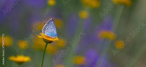 blue butterfly on yellow flower on purple background, Amanda blue, Polyommatus amandus