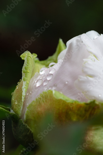 Tree peonies in the garden after the rain. Close up. Macro photography.