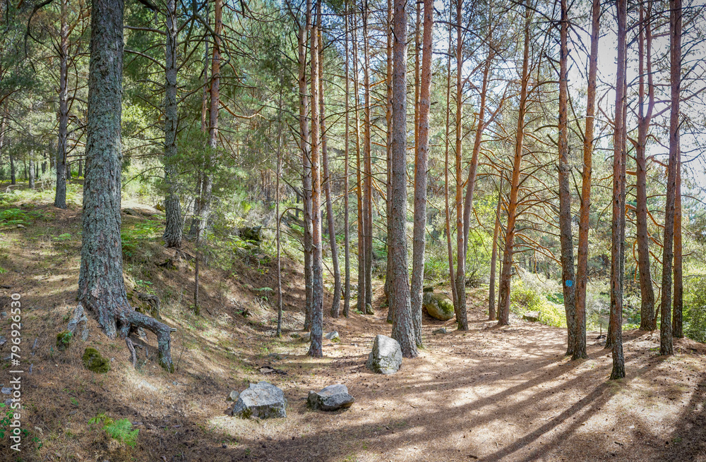 Fototapeta premium Path in the mountains surrounded by trees