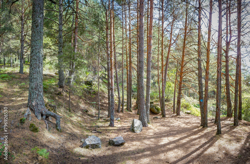 Path in the mountains surrounded by trees