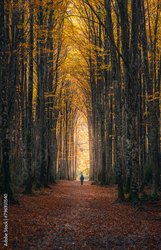 Autumn stroll in Larra-Belagua forest photo