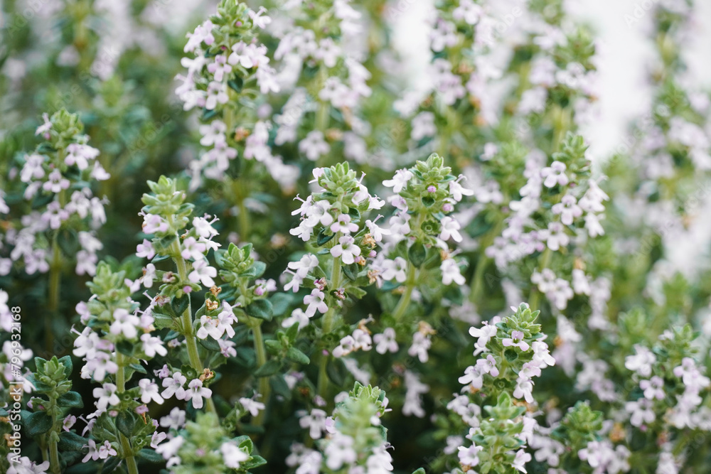 Thyme closeup lilac flowers bloom in spring.