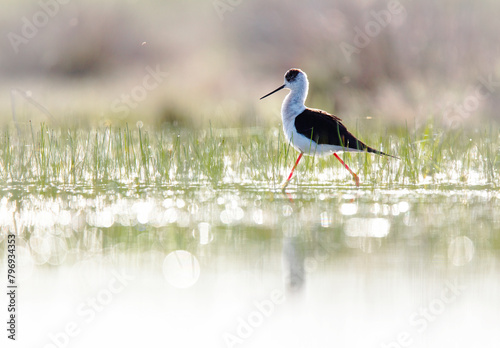 Elegant Black-winged Stilt foraging in wetland photo