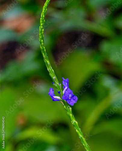 Stachytarpheta urticifolia, the nettleleaf velvetberry, is a species of lavender plant photo