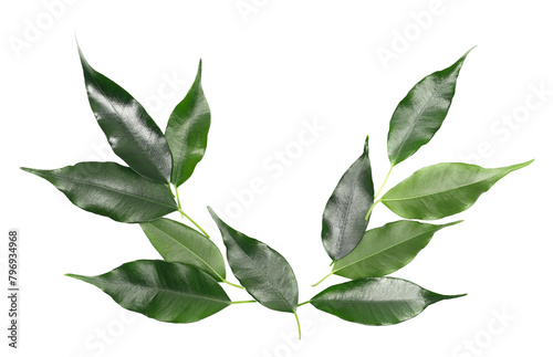 Ficus Benjamina green leaves, weeping fig, isolated on white, clipping path