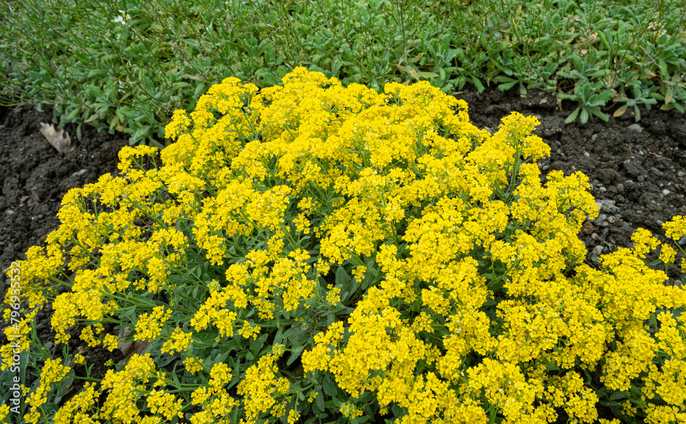 Basket-of-Gold Alyssum - Latin name - Aurinia saxatilis Compacta Basket-of-Gold Alyssum - Latin name - Aurinia saxatilis Compacta