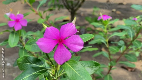 Pink lilies grow and flower in the garden photo