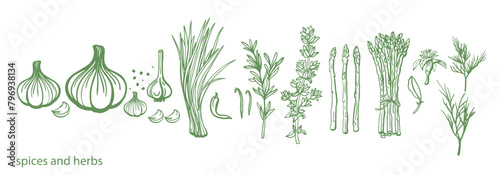 Hand drawn spices and herbs. Green set. Garlic, onion, green onion, rosemary, thyme, black pepper, dill. Green spices and herbs. Design Template.