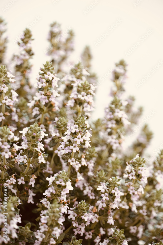 Thyme closeup lilac flowers bloom in spring with white background. Plant used in gastronomy and medicine.
Thyme closeup lilac flowers bloom in spring with white background. Plant used in gastronomy and medicine.