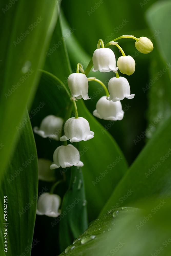 Obraz premium Delicate blooming lilies of the valley in the park. Close up.