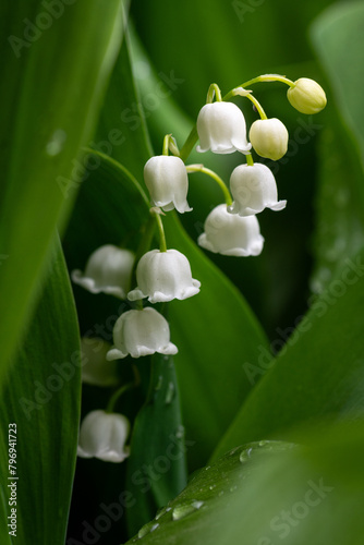 Delicate blooming lilies of the valley in the park. Close up.