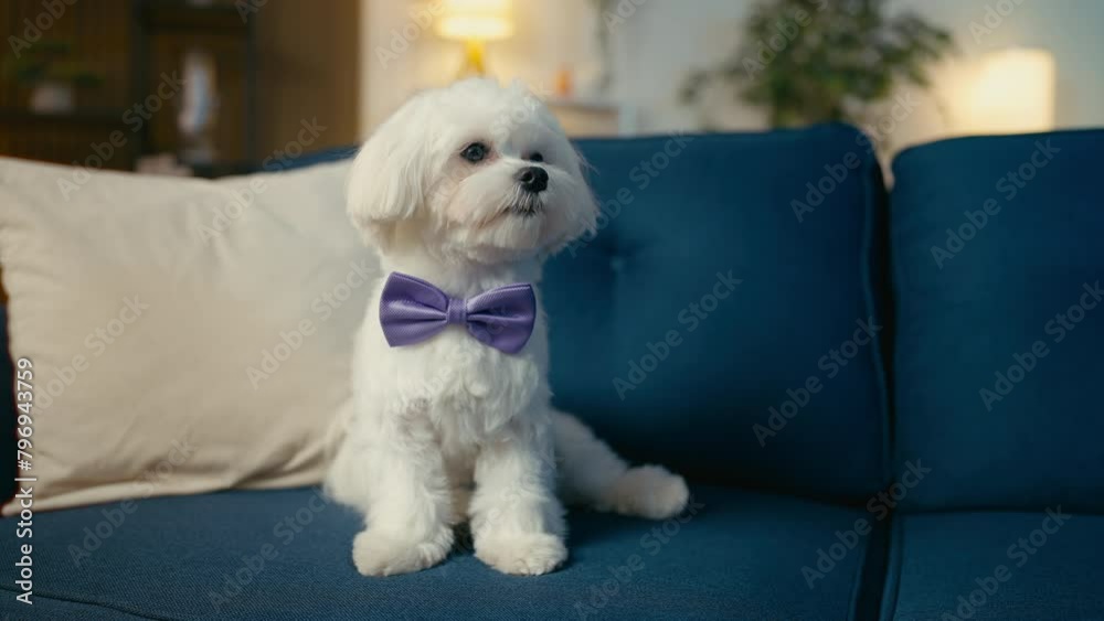 Funny Maltese dog wearing purple bow collar resting on couch, pet's accessories Funny Maltese dog wearing purple bow collar resting on couch, pet's accessories