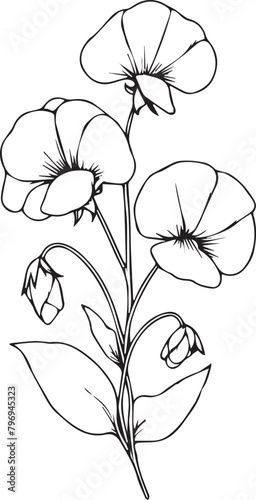 Sweet pea botanical illustration, Sweet pea vector art, Sweet pea line drawings, Sweet pea wall decor, Sweet pea isolated on white background, sweet pea flower stock outline drawings