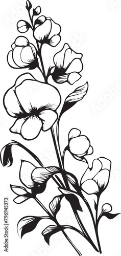Sweet pea botanical illustration, Sweet pea vector art, Sweet pea line drawings, Sweet pea wall decor, Sweet pea isolated on white background, sweet pea flower stock outline drawings