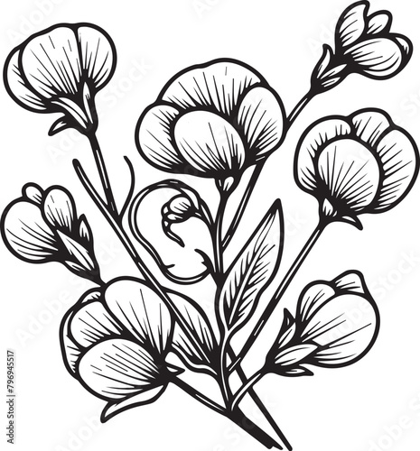 Minimilist sweet pea tattoo drawings, sweet pea flower coloring pages for kids, hand drawn sweet pea flwoers, small sweet pea tattoo drawings, black and white sweet pea flower line art