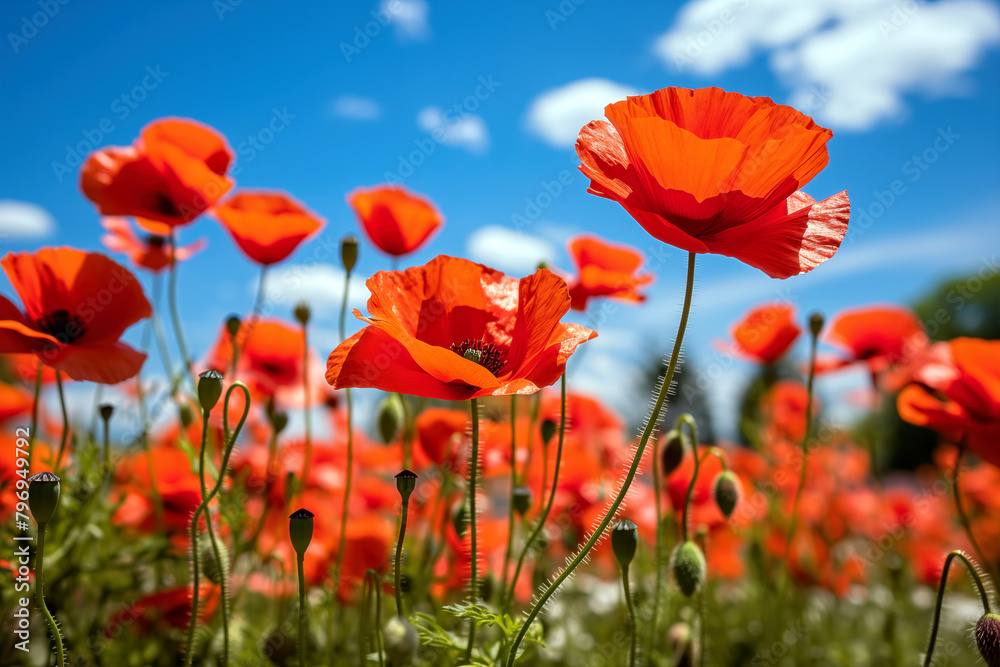 Fototapeta premium Red poppies in a field on a background of blue sky, selective focus