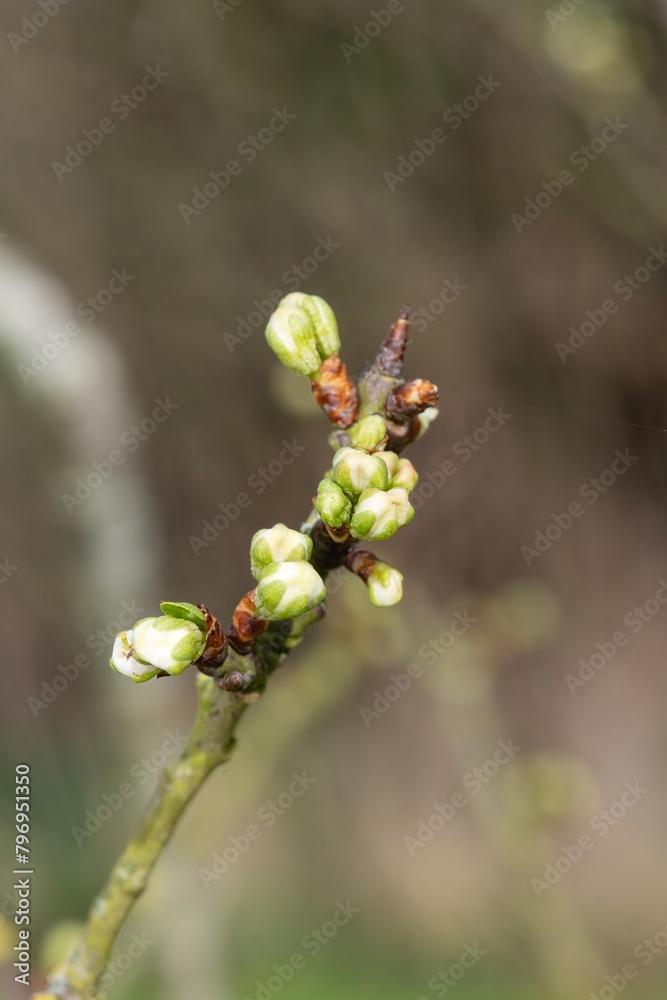 Macro shot of Chickasaw plum (prunus angustifolia) buds emerging into bloom