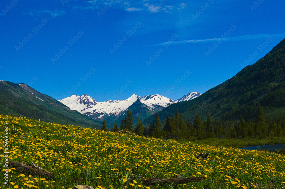 Wildflowers in the mountains 