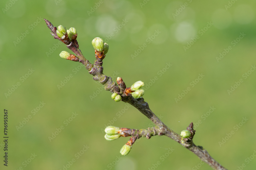 Macro shot of Chickasaw plum (prunus angustifolia) buds emerging into bloom Macro shot of Chickasaw plum (prunus angustifolia) buds emerging into bloom