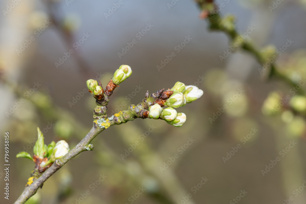 Macro shot of Chickasaw plum (prunus angustifolia) buds emerging into bloom Macro shot of Chickasaw plum (prunus angustifolia) buds emerging into bloom