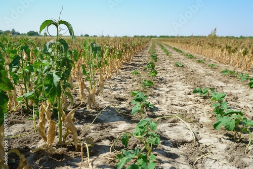 Dryness destroying the cultivated plants. The plants are dried up in the rows on the dry, crusty soil in hot summer.