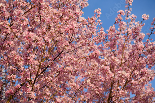 Kwitnąca sakura w Japonii.