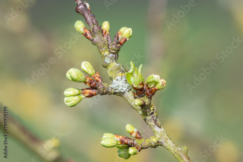 Macro shot of Chickasaw plum (prunus angustifolia) buds emerging into bloom