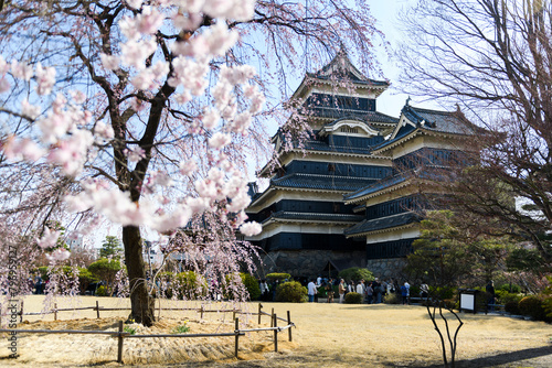 Kwitnąca sakura na zamku w Matsumoto, Japonia.