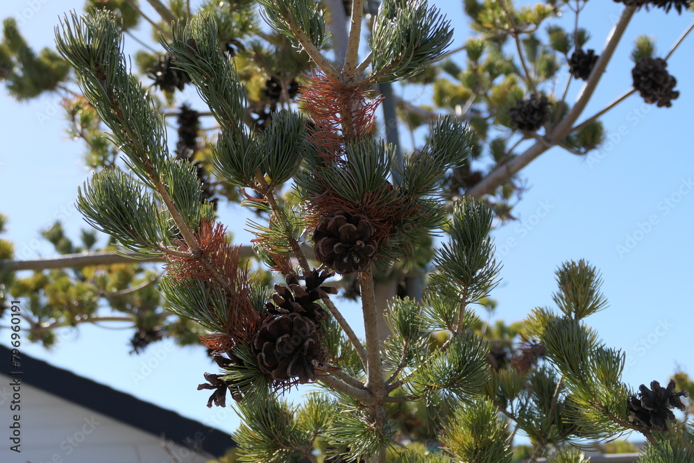Cones on the branch Cones on the branch