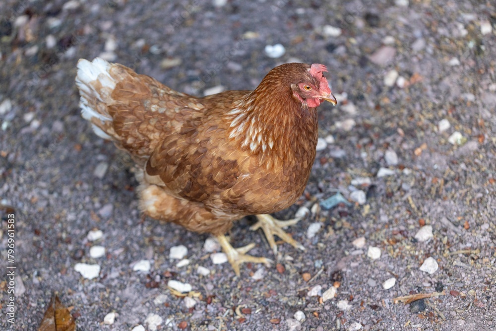 Poultry - brown hen with a red comb on her head - laying hen - female animal Poultry - brown hen with a red comb on her head - laying hen - female animal