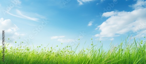Green field with blue sky backdrop