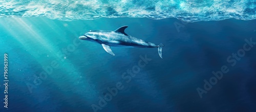 Dolphin swimming in ocean with sunlight filtering through water