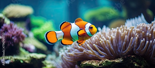 Clownfish swim near anemone in aquarium