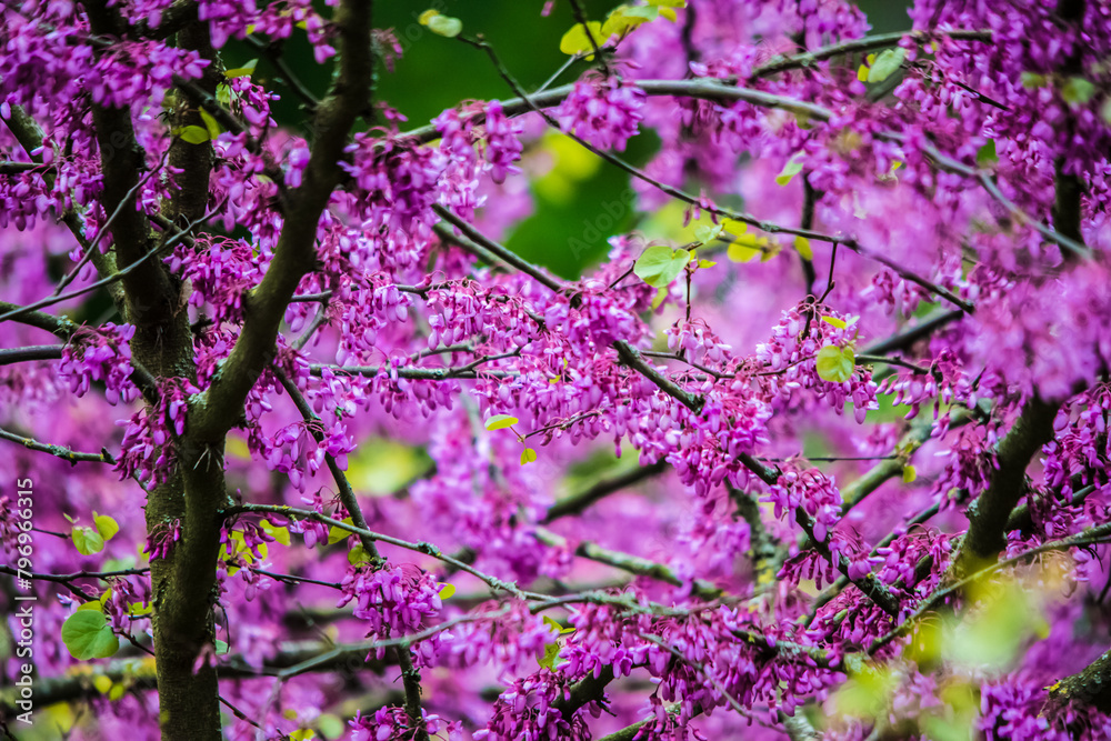 Ταπετσαρία Frühlingserwachen in Lila-Magie der Blüten
