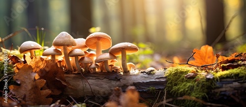 Mushrooms on a fallen log amid forest foliage