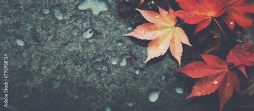 Leaf with water droplets on rock