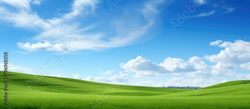 A lush meadow under a clear blue sky